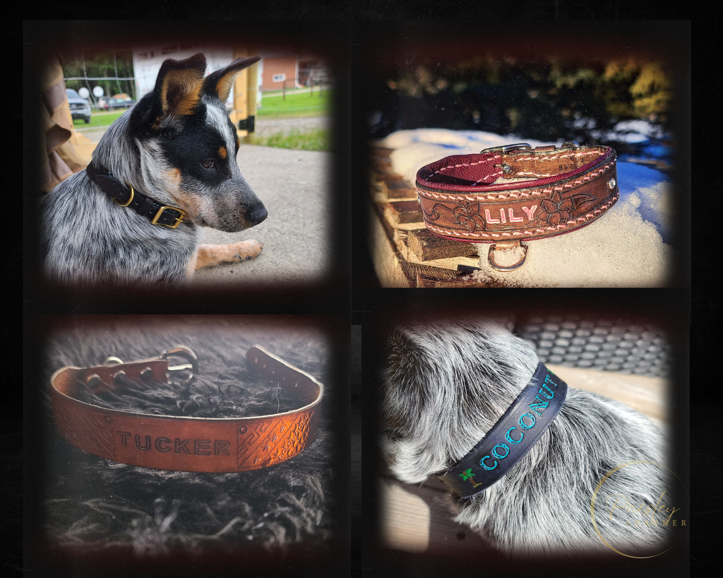 Dog collars